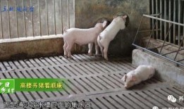 大胖猪是谁爆料的视频播放,视频播放背后的惊人内幕